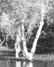 Mangrove2.jpg