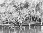 Mangrove3.jpg